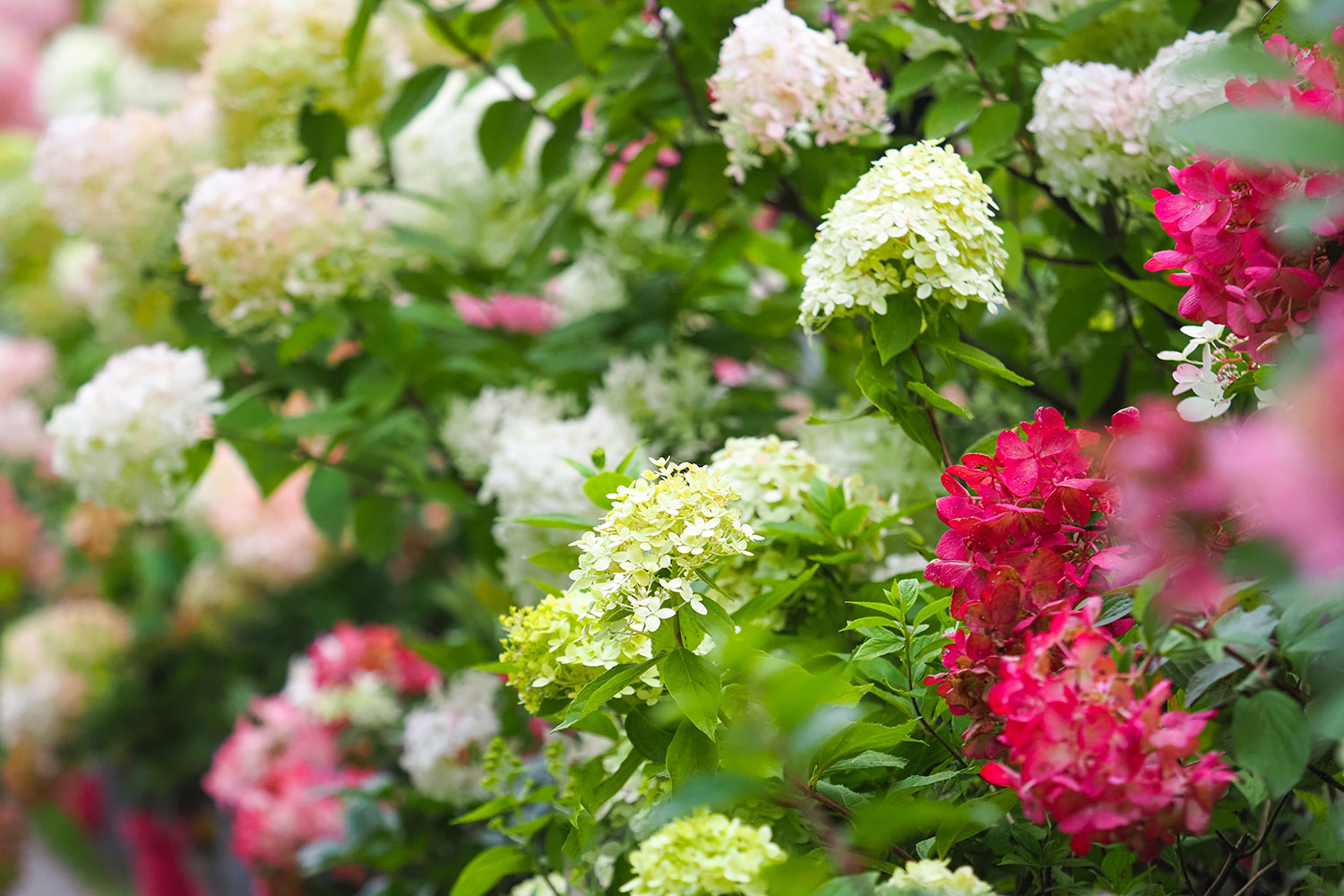 Closeup of a flower bush